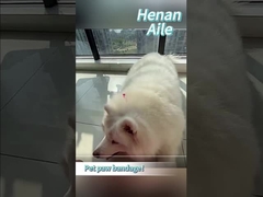 Как обвязать лапу своего питомца?